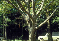 Carpinus caroliniana trunk.jpg