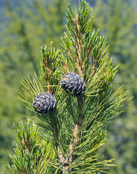 Pinus cembra cones in Gröden crop.jpg