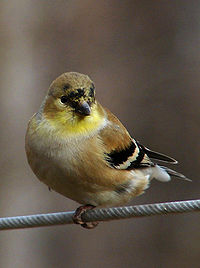 American goldfinch winter f.jpg