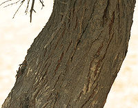 Babool (Acacia nilotica) trunk at Hodal W IMG 1252.jpg