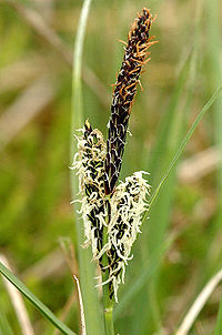 Carex.panicea.jpg