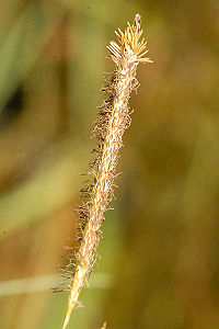 Carex.rostrata3.-.lindsey.jpg