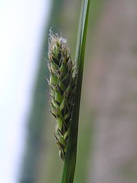 Carex melanostachya2.JPG
