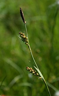 Carex panicea 1.jpg