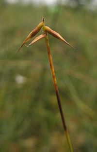 Carex pauciflora 1.jpg