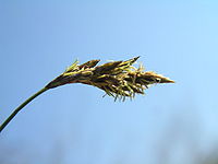 Carex praecox2.JPG