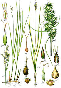 Carex spp Sturm27.jpg