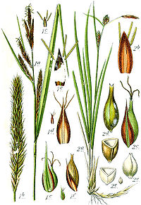 Carex spp Sturm63.jpg