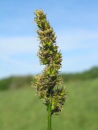 Carex vulpina.JPG