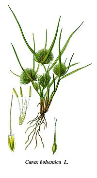 Cleaned-Illustration Carex bohemica.jpg