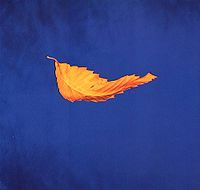 Обложка сингла «True Faith» (New Order, 1987)