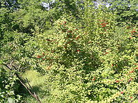 Prunus tomentosa with ripe berries.JPG