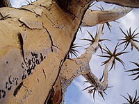 Quiver tree northern cape province.jpg