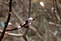 Salix-aurita-catkins.jpg