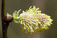 Salix.aurita.-.lindsey.jpg