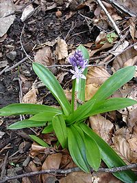 Scilla lilio-hyacinthus.jpg