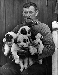 Том Крин с щенками ездовой собаки, Имперская трансантарктическая экспедиция, 1914-1916