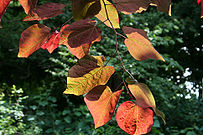 Cercis canadensis 'Forest Pansy' JPG1Fe.jpg