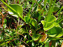 Parnassia palustris leaf.JPG