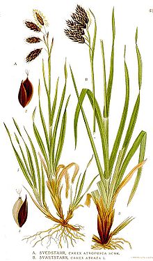 435 Carex atrata, C. atrofusca.jpg