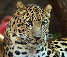Amur Leopard (1970226951).jpg