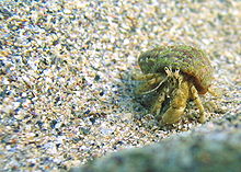 Black sea fauna hermit crab 01.JPG