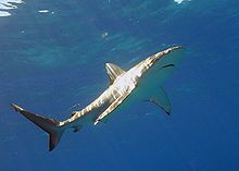 Carcharhinus galapagensis hawaii.jpg