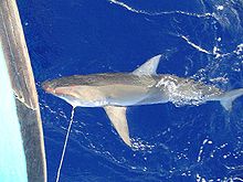 Carcharhinus galapagensis hooked.jpg
