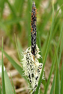 Carex.nigra3.-.lindsey.jpg