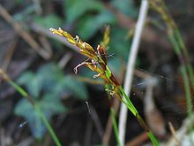 Carex digitata weib.jpeg