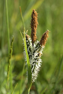 Carex elata (inflorescense).jpg