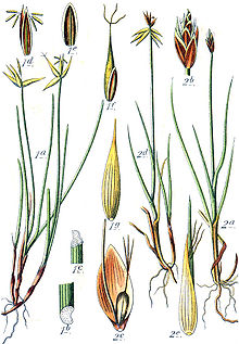 Carex spp Sturm21.jpg