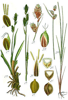Carex spp Sturm38.jpg