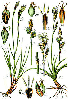 Carex spp Sturm50.jpg