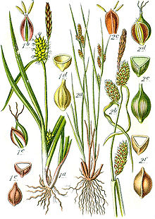 Carex spp Sturm54.jpg