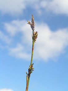 Carex vaginata2.JPG