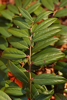 Dog-hobble Leucothoe axillaris Leaves 2000px.jpg