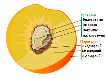 Drupe fruit diagram-ru.svg