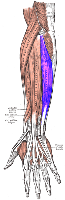 Extensor carpi ulnaris muscle.png