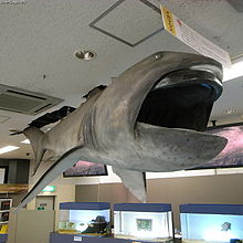 Megamouth shark Megachasma pelagios.jpg