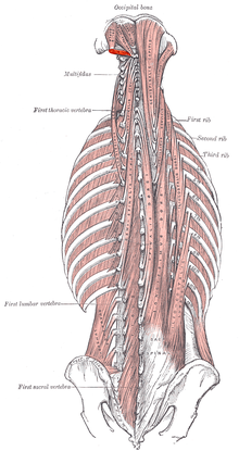 Obliquus capitis inferior muscle.png