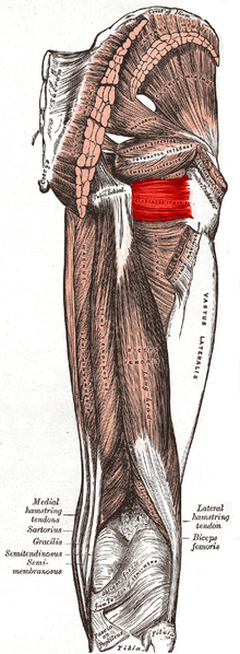 Quadratus femoris muscle.PNG