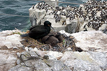 Shag with two chicks in the nest, Inner Farne - geograph.org.uk - 1379375.jpg
