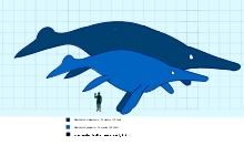 Shonisaurus compared to a human.svg
