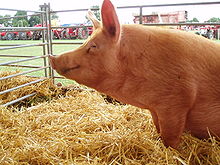Tamworth Pig at Ag show.jpg