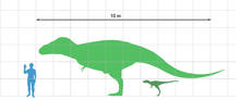 Взрослый тарбозавр (25 лет) и детёныш (2 года) в сравнении с человеком
