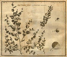 Betula nana Linnaeus Amoenitates academicae.jpg