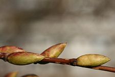 Carpinus-japonica-buds.jpg