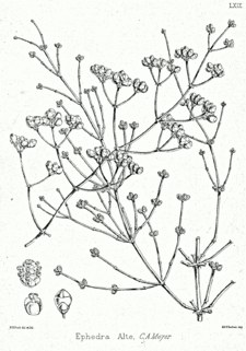 Ephedra aphylla Bra69.png