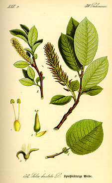 Illustration Salix hastata0.jpg